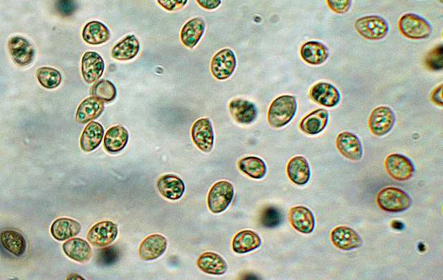 Tubaria conspersa    (Pers.)    Fayod